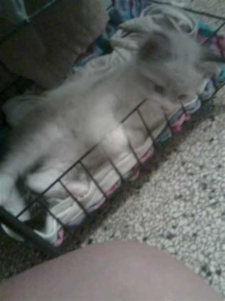 Huskat Tulle billede 4