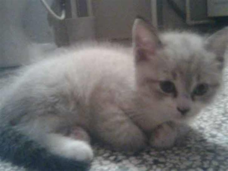 Huskat Tulle billede 5