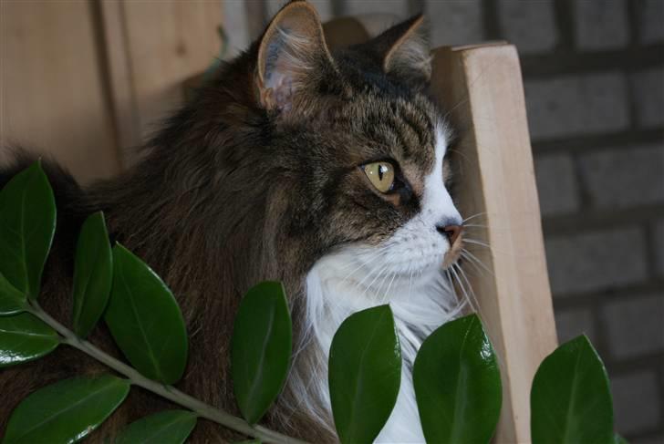 Norsk Skovkat SILAS  - Min smukke dreng! Foto: mig billede 1