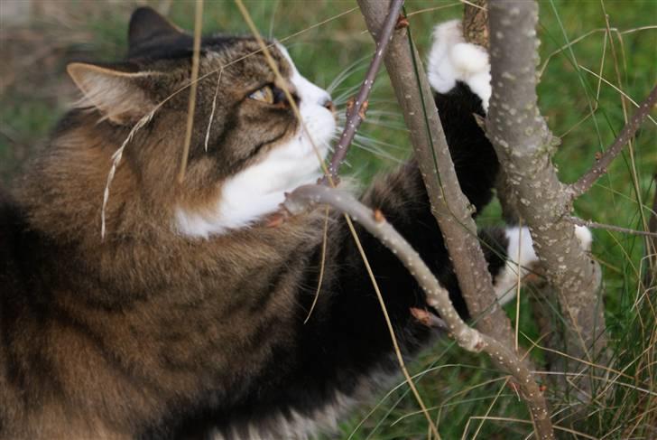 Norsk Skovkat SILAS  - Foto: min mor billede 2