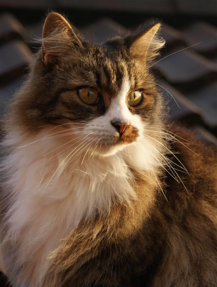 Norsk Skovkat SILAS  - Foto: min mor billede 3