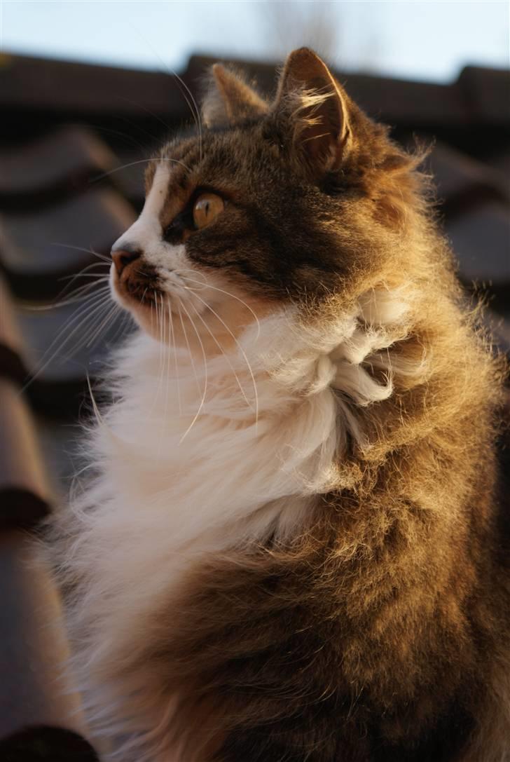 Norsk Skovkat SILAS  - foto: min mor billede 4