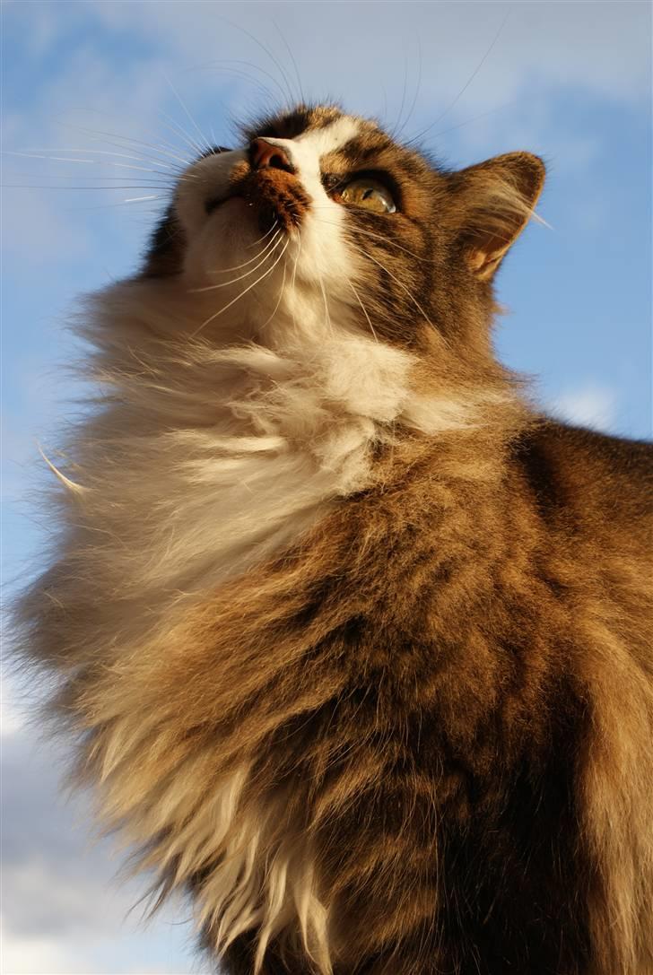 Norsk Skovkat SILAS  - Foto: min mor billede 5