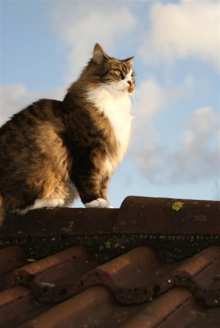Norsk Skovkat SILAS  - Foto: min mor billede 6