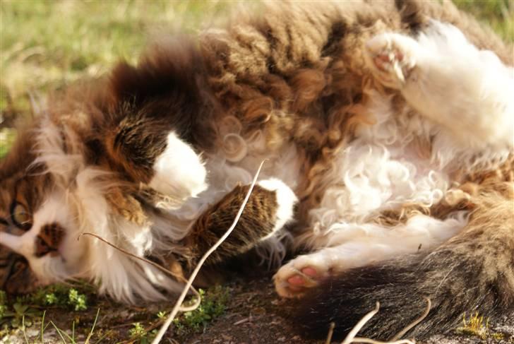 Norsk Skovkat SILAS  - Foto: mig billede 7