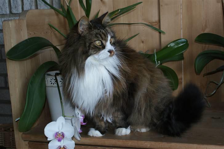 Norsk Skovkat SILAS  - Foto: mig billede 8