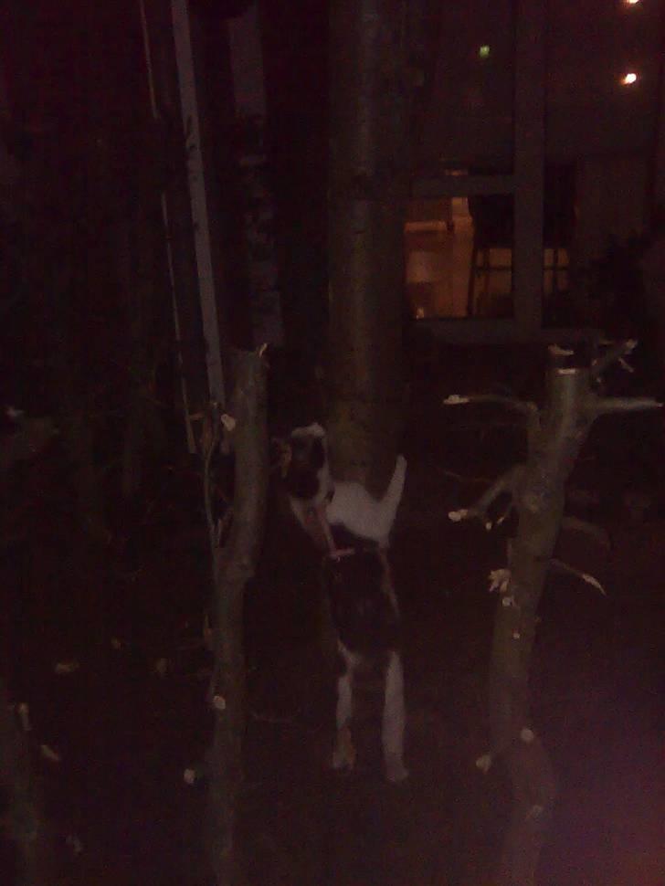 Blanding af racer Ni-hao(Main coon/huskat) - Gåtur i vinters i sele jeg ville hvæsse mine kløer i træet billede 20