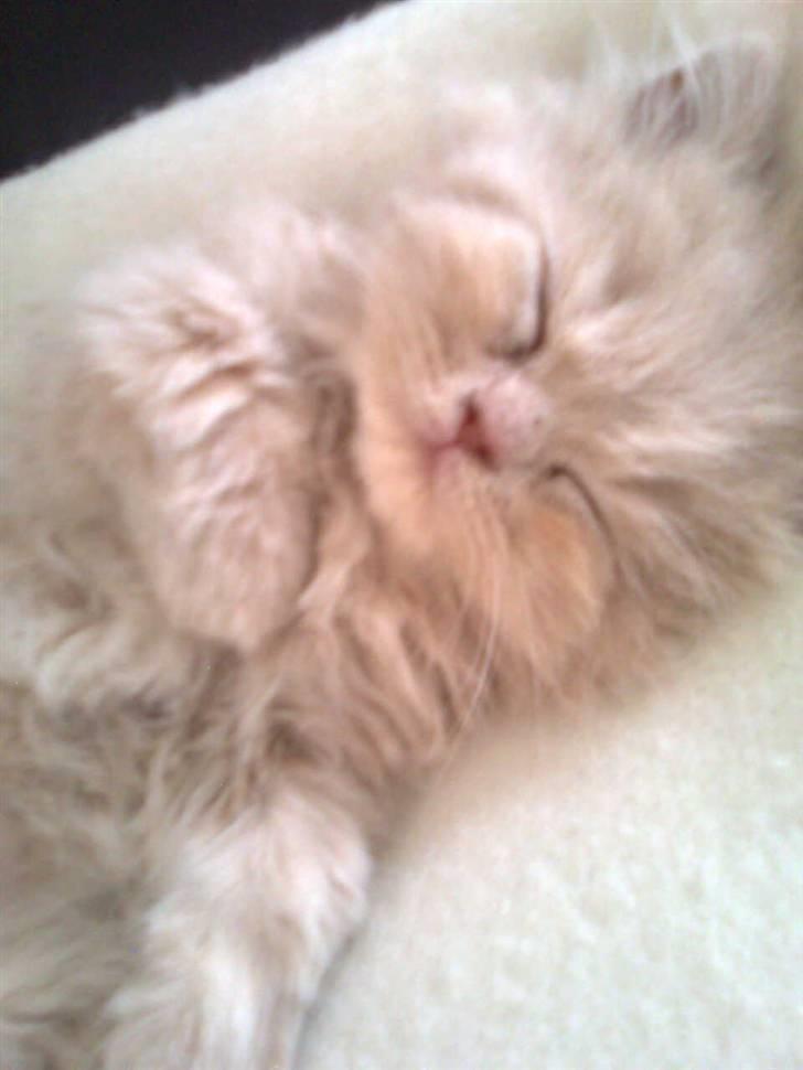 Perser Giorgio (RIP 2012) - dagen jeg fik ham :D <3 billede 9