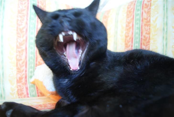 Huskat Baby/panter billede 7