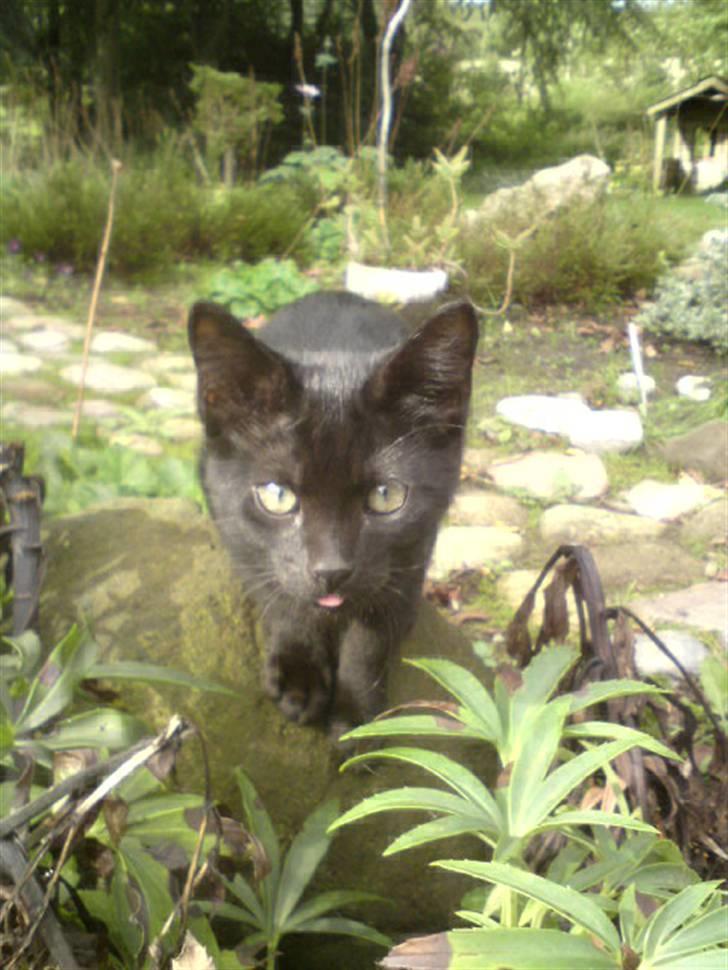 Huskat Baby/panter billede 10