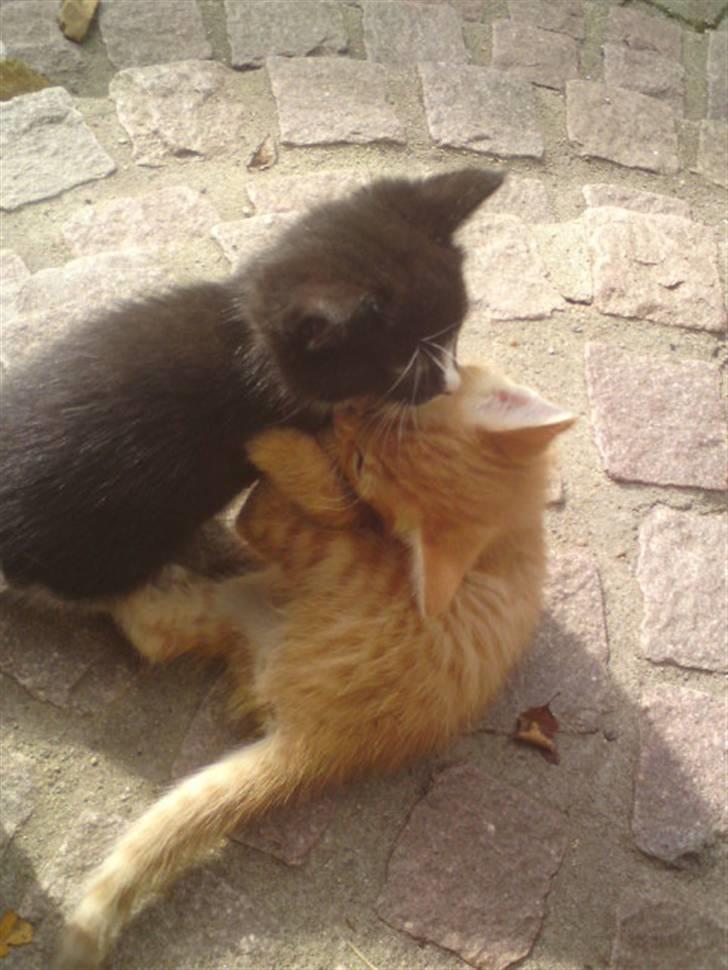 Huskat Garfield - solgt billede 15