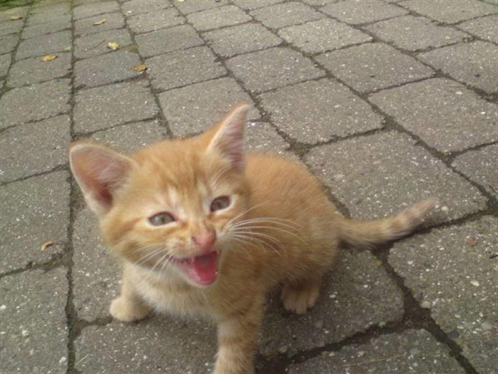 Huskat Garfield - solgt billede 16