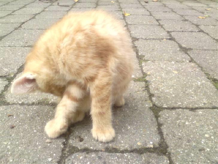 Huskat Garfield - solgt billede 17