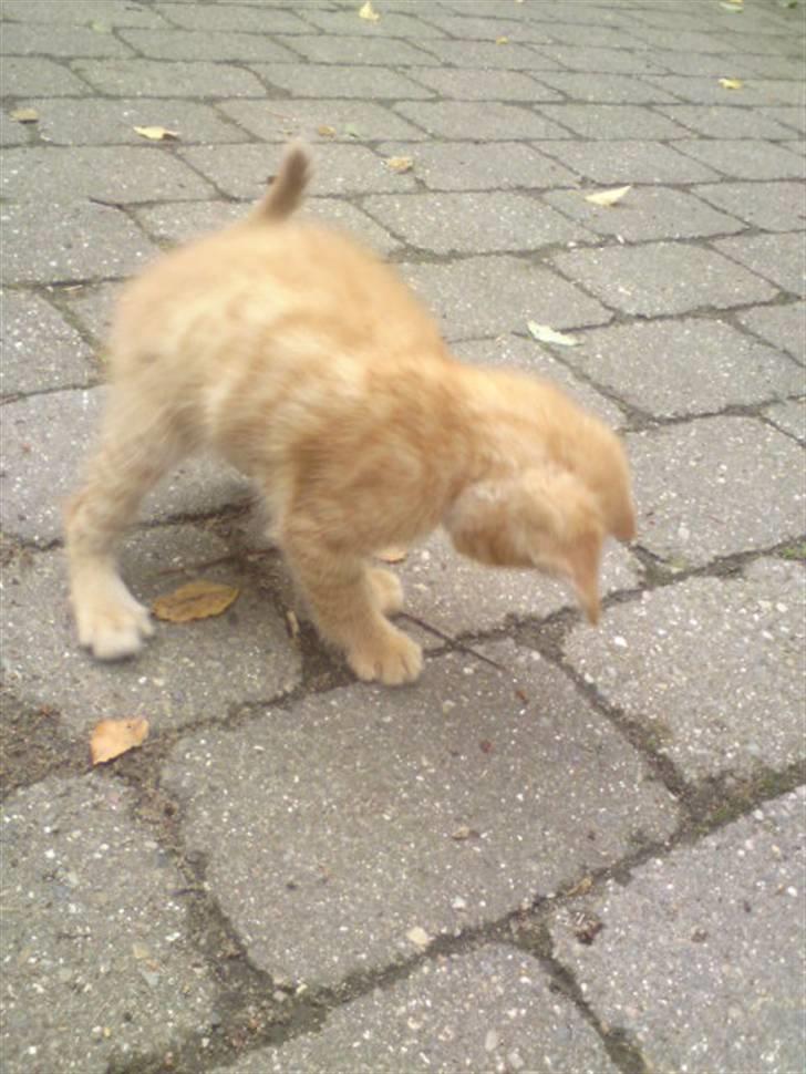 Huskat Garfield - solgt billede 18