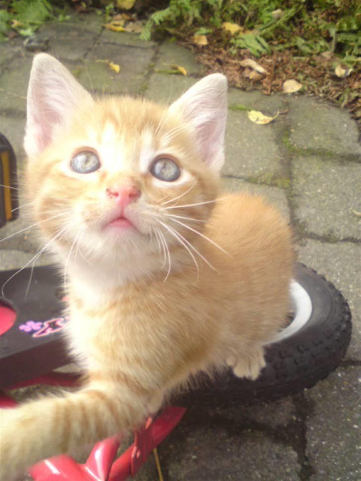 Huskat Garfield - solgt billede 19