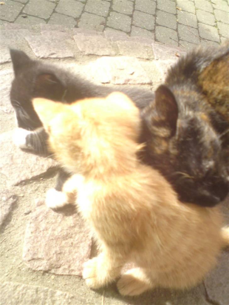 Huskat Garfield - solgt billede 20