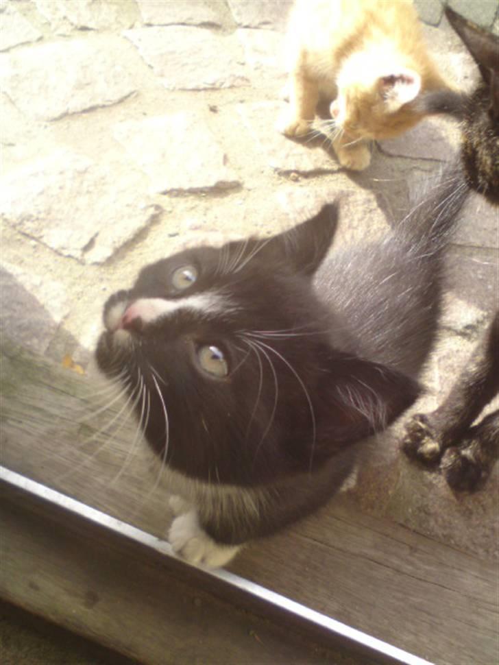 Huskat Mulle - solgt billede 3