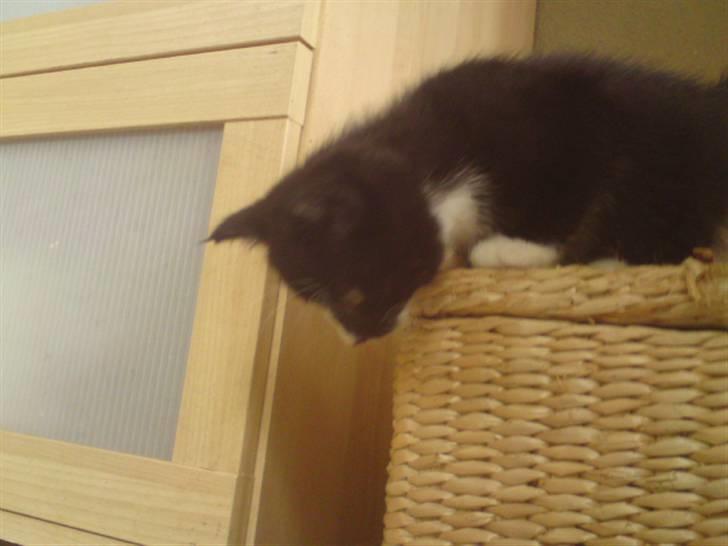 Huskat Mulle - solgt billede 4