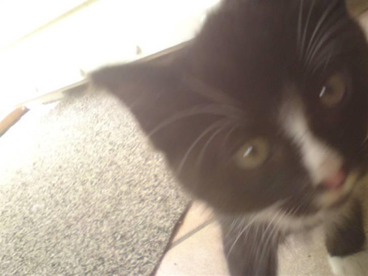 Huskat Mulle - solgt billede 5