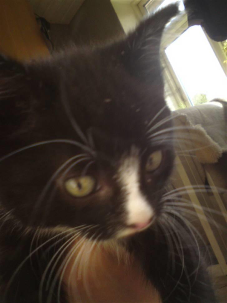 Huskat Mulle - solgt billede 7