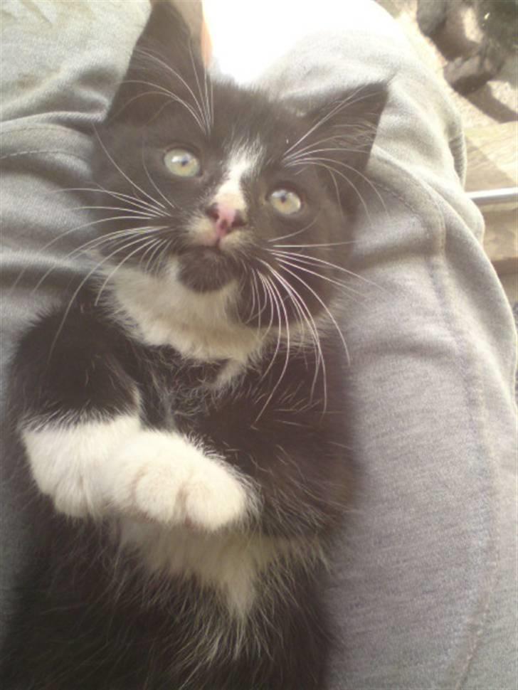 Huskat Mulle - solgt billede 8