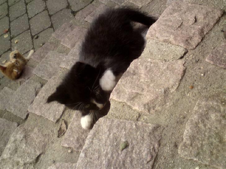 Huskat Mulle - solgt billede 10