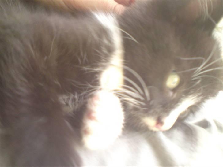 Huskat Mulle - solgt billede 12