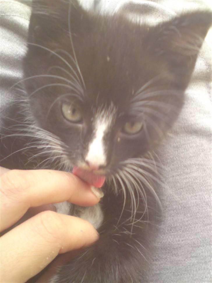 Huskat Mulle - solgt billede 13