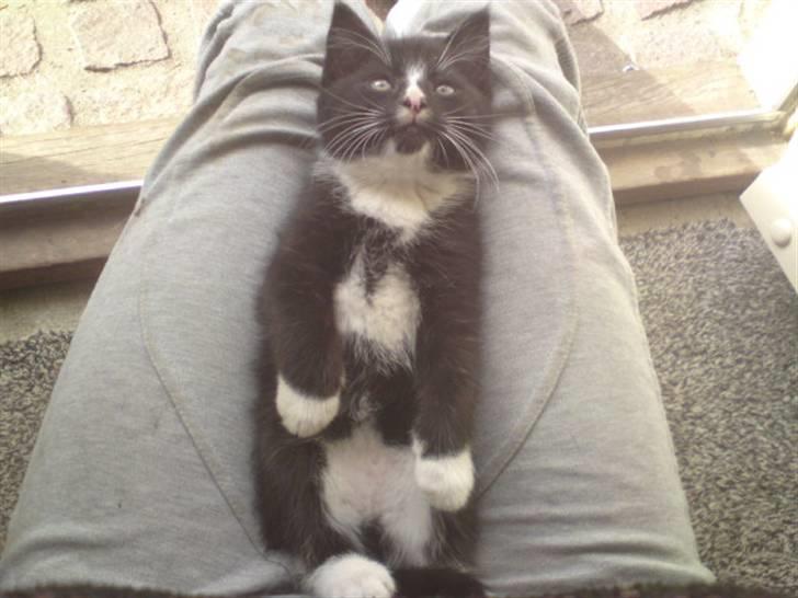 Huskat Mulle - solgt billede 14