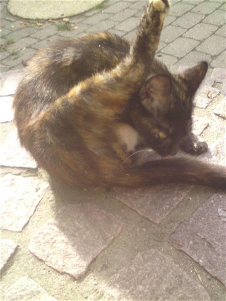 Huskat mormis - sporløs:( billede 2