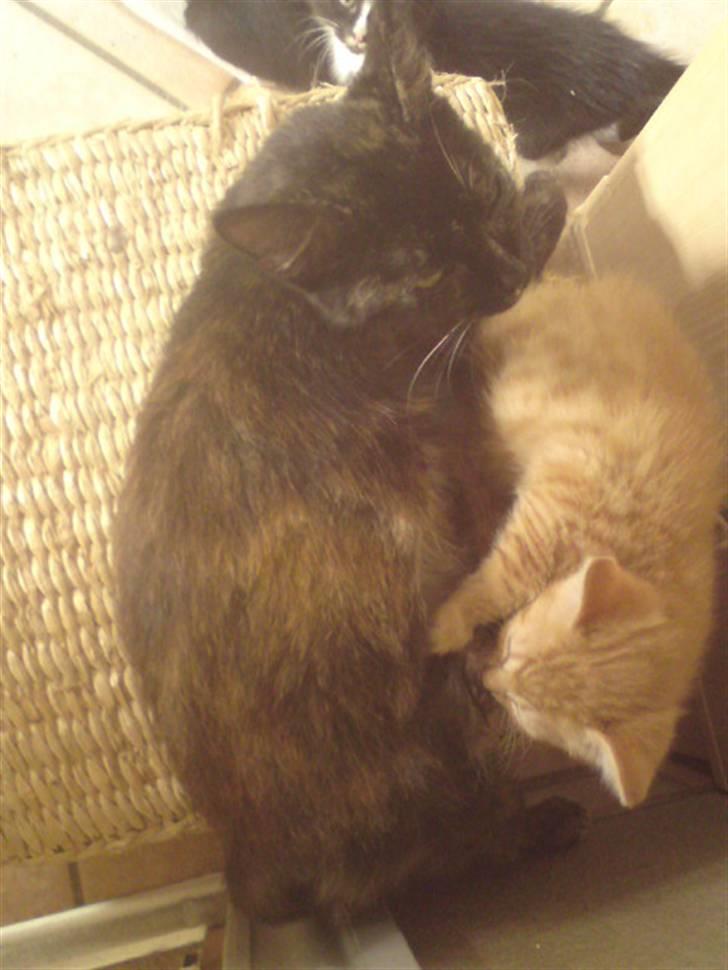 Huskat mormis - sporløs:( billede 4