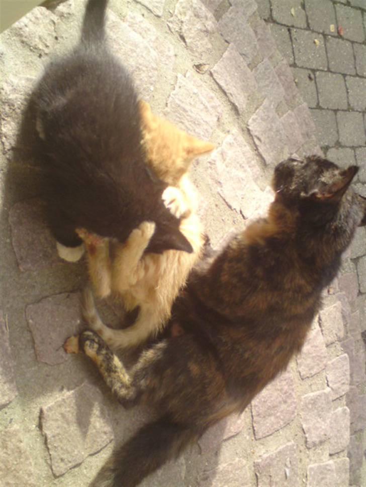 Huskat mormis - sporløs:( billede 5