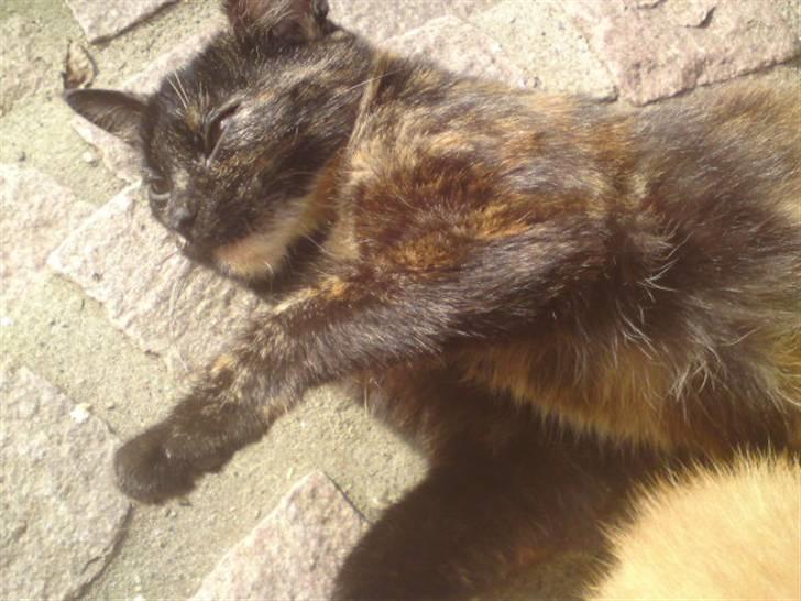 Huskat mormis - sporløs:( billede 3