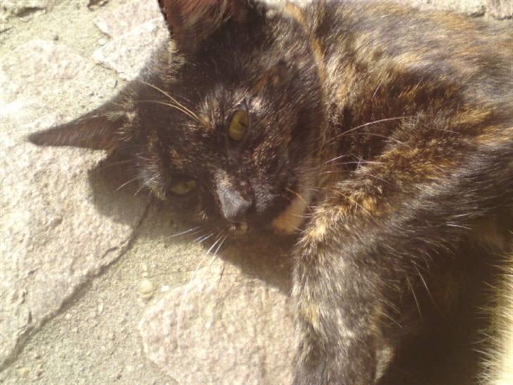 Huskat mormis - sporløs:( billede 6