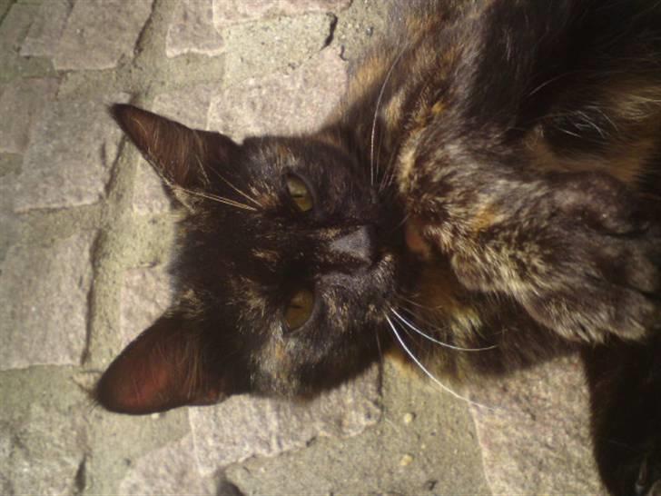 Huskat mormis - sporløs:( billede 7