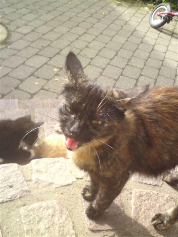 Huskat mormis - sporløs:( billede 8