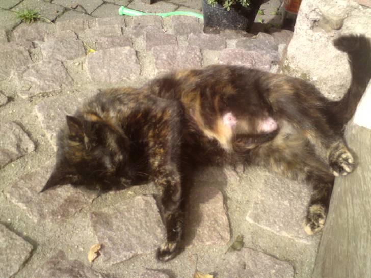 Huskat mormis - sporløs:( billede 1