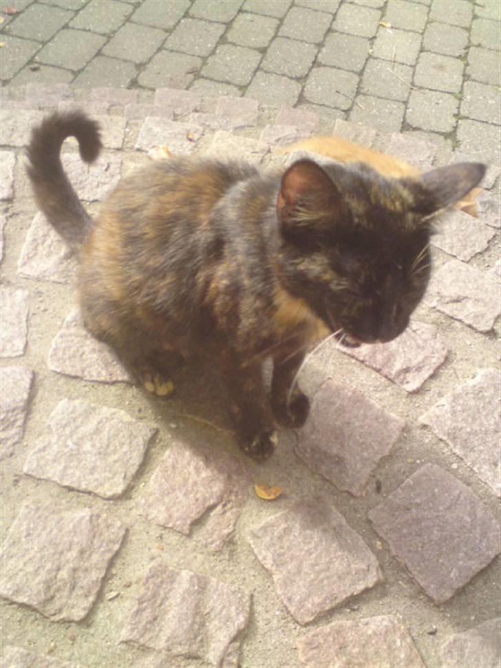 Huskat mormis - sporløs:( billede 9