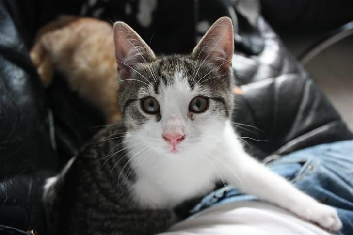 Huskat Malou billede 1