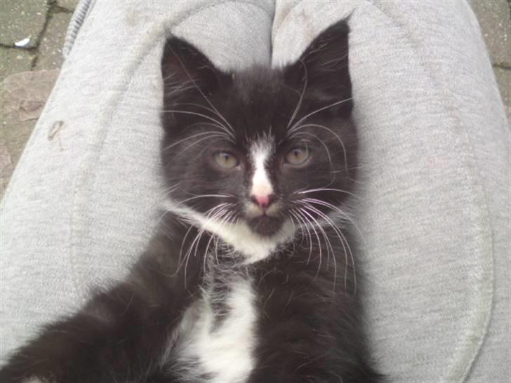 Huskat Mulle - solgt billede 11