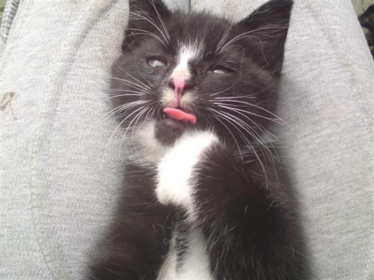 Huskat Mulle - solgt billede 2