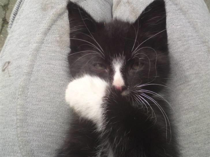 Huskat Mulle - solgt billede 1