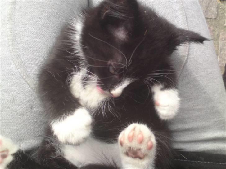 Huskat Mulle - solgt billede 15