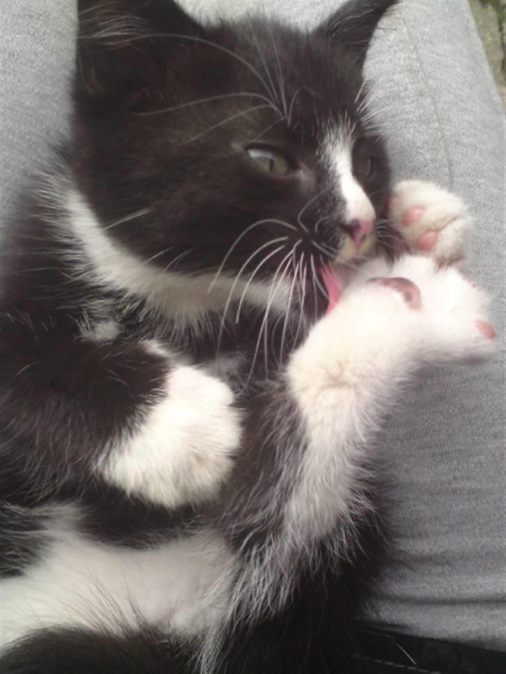 Huskat Mulle - solgt billede 16