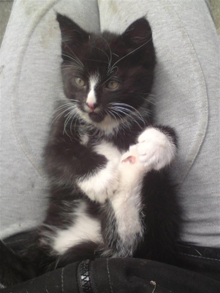 Huskat Mulle - solgt billede 17