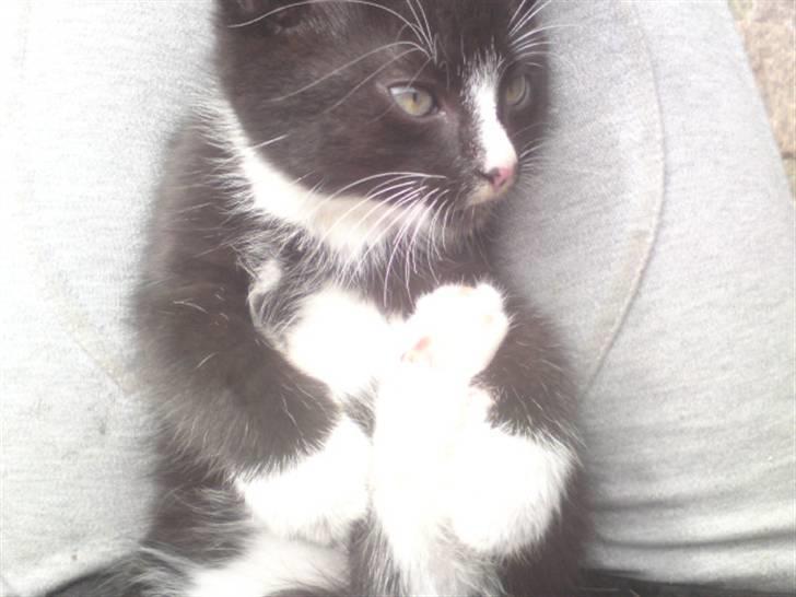 Huskat Mulle - solgt billede 9