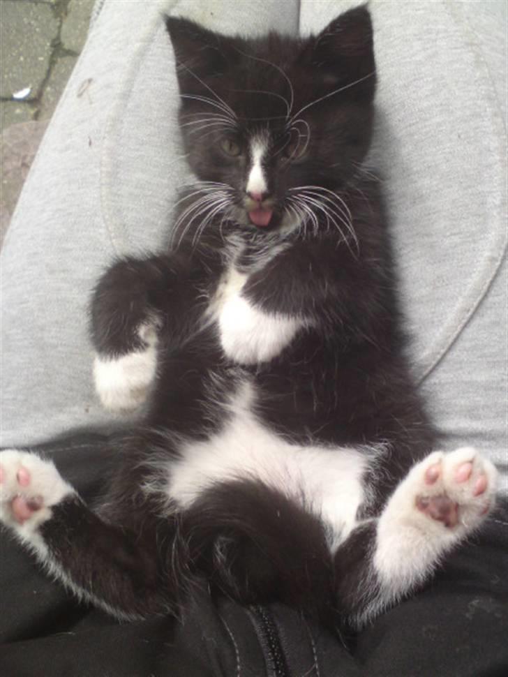 Huskat Mulle - solgt billede 18