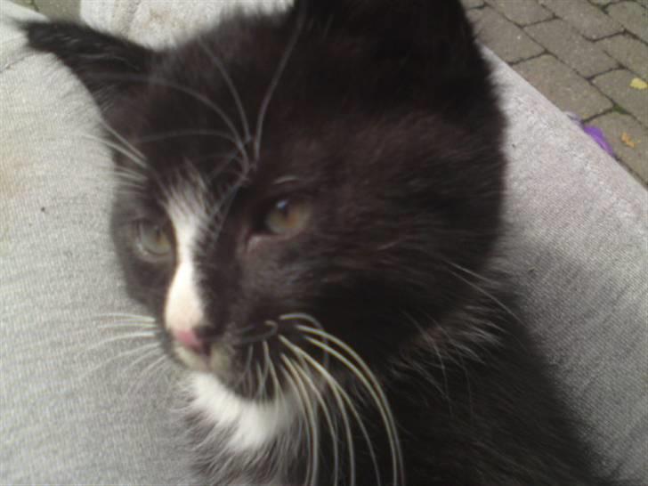 Huskat Mulle - solgt billede 19