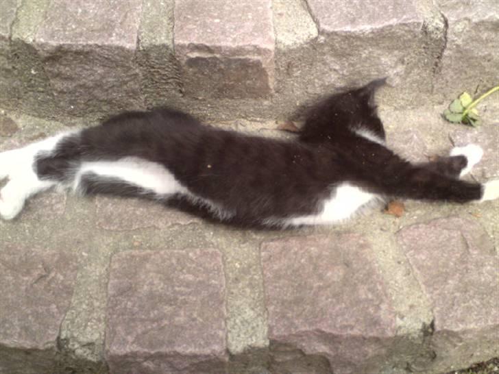 Huskat Mulle - solgt billede 20