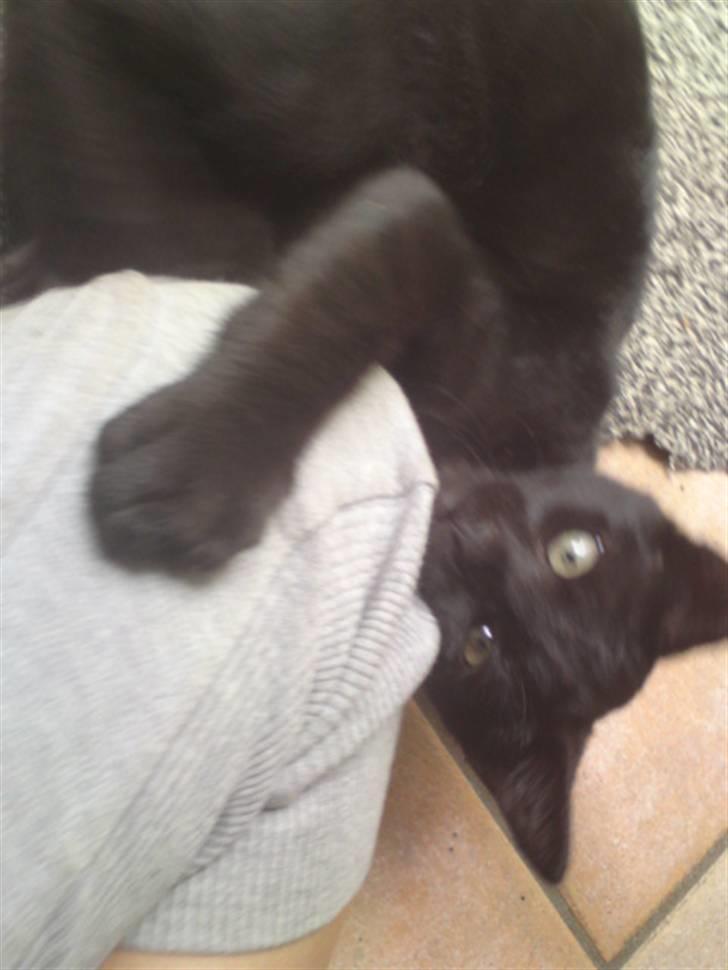 Huskat Baby/panter billede 13